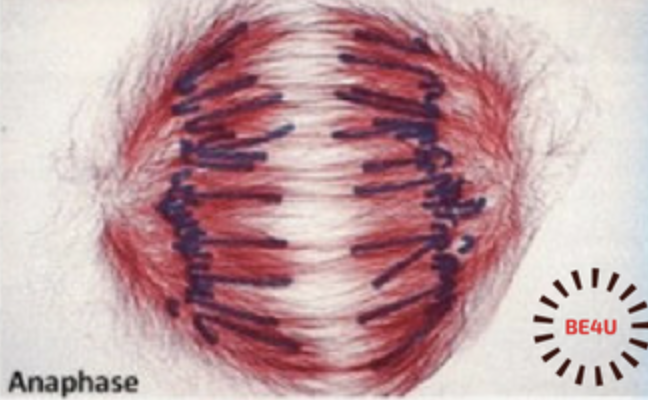 <p>Anaphase</p>
