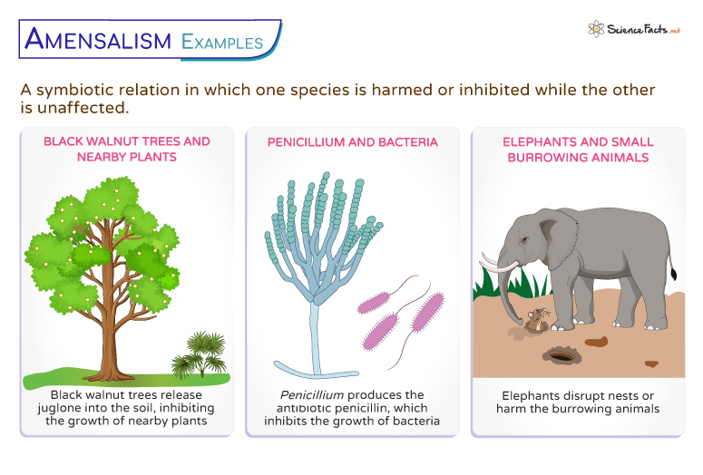 <p>One symbionts is harmed while second symbiont is unharmed/benefit</p>