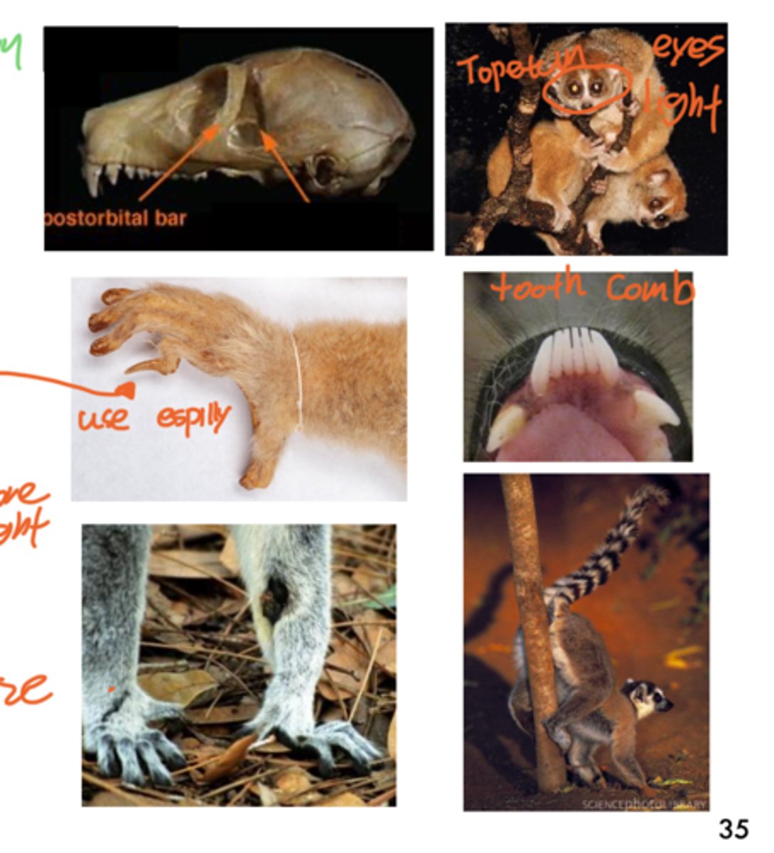 <p>Features of strepsirrhines (lemurs and lorises), including a wet nose and reliance on smell.</p>