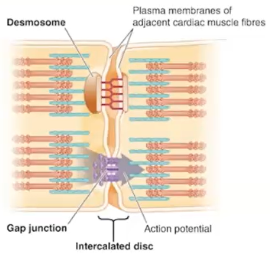 Looking closely at these cardiac muscle fibres, these are individual cells; these muscle cells are joined together to intercalated disks 

\
At intercalated disks, there are 2 key junctions**:**

**1. Desmosome** - Holding cells together 

\
**2. Gap junction -**  The window between 2 cells 

→ This allows for **ex.** Electrolytes (Na+) pass from one cell to another 

→ This allows for our heart to function as one unit thus one cell is stimulated, all other cells will be stimulated 