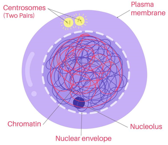 <p>Interphase is the pre-mitosis phase. Each chromosome synthesizes to produce sister chromatids, attached at the centromere.</p>