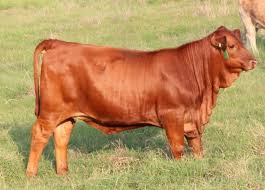 <ul><li><p>originated in U.S.</p></li><li><p>maternal</p></li><li><p>American</p></li><li><p>heat tolerant, insect resistant</p></li></ul><p></p>