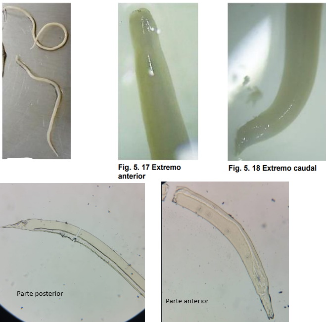 <ul><li><p>localización: intestino delgado</p></li><li><p>Huesped: pollos, guajolotes, campinas, codornices, gansos,pats, faisanes y aves silvestres.</p></li><li><p>Ciclo de vida directo</p></li><li><p>M: pose una ventosa preanal, terminal curvado hacia la parte anterior y presenta 2 alertas caudales, espiculas pequeñas.</p></li><li><p>El esófago tiene forma recta. Las espículas son desiguales</p></li><li><p>H: cola recta y con punta cónica</p></li></ul>