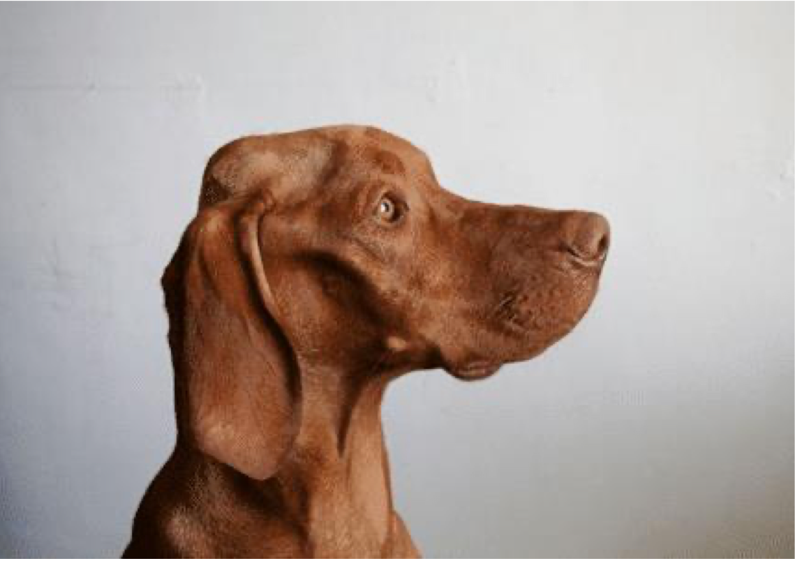 <p>What best describes the change in muscling on this dogs head?</p>