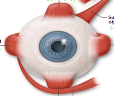 <p>left (if superior oblique is to the right)</p>