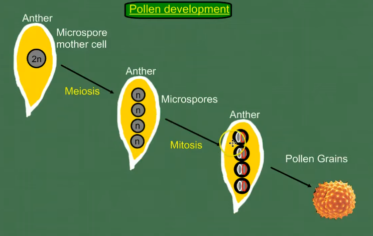 <p>Në anterë gjendet fillimisht qeliza mëmë mikrospore (2n) më pas ndahet në 4 qeliza (n) të quajtura mikrospore. Më pas në mikrospore krijohen tubi përques(që përqon polenin deri në ovulë) dhe tubi gjenerativ (që krijon qelizat spermale). Kështu krijohen kokërrzat e polenit që njëkohësisht paraqesin<span style="color: rgb(197, 75, 75);"><span> </span></span><span style="color: red;"><strong><em><span>gametofitin mashkullor</span></em></strong></span>.</p>