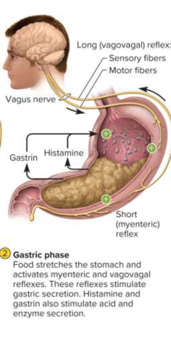 <p>Gastric phase</p>
