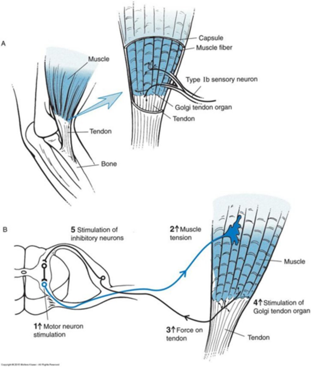 <p>They monitor force or tension in the muscle and provide reflexive inhibition to prevent injury.</p>