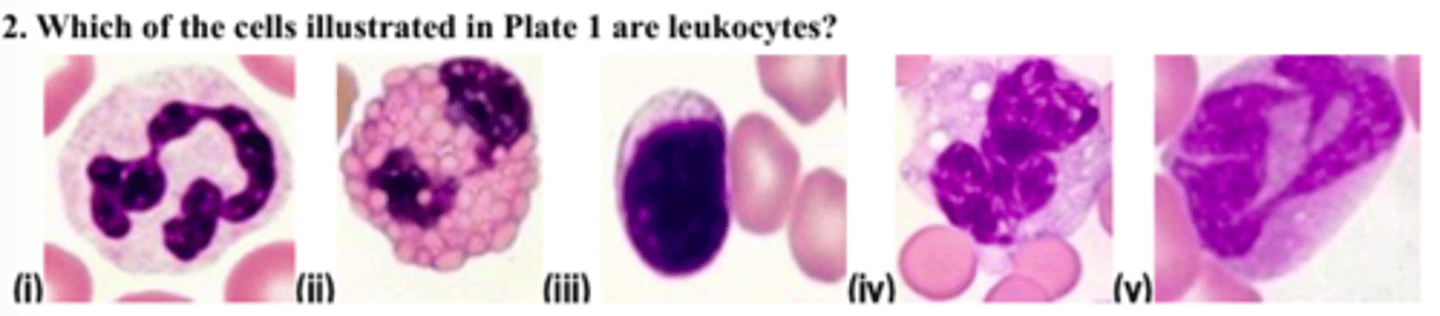 <p>Which of the cells illustrated in Plate 1 are leukocytes?</p>