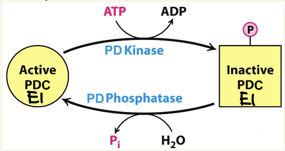 <p>Feedback Inhibition:</p><ul><li><p>Acetyl-CoA inhibits <strong>E2</strong></p></li><li><p>NADH inhibits <strong>E3</strong></p><ul><li><p>turns off process, causing pyruvate build up & glycolysis off</p></li></ul></li></ul><p>PTM:</p><ul><li><p><strong>phosphorylation</strong> onto<strong> E1</strong></p></li><li><p><strong>PD Kinase</strong> - turn PDC OFF</p><ul><li><p>add P, using ATP </p></li><li><p>when <span data-name="arrow_up" data-type="emoji">⬆</span>energy (ATP, NADH, Acetyl-CoA)</p></li></ul></li><li><p><strong>PD Phosphatase </strong>- turn PDC ON</p><ul><li><p>remove P by hydrolysis</p></li><li><p>when <span data-name="arrow_down" data-type="emoji">⬇</span>energy (ADP, NAD<sup>+</sup>, Ca<sup>2+</sup>)</p></li></ul></li></ul><p></p>