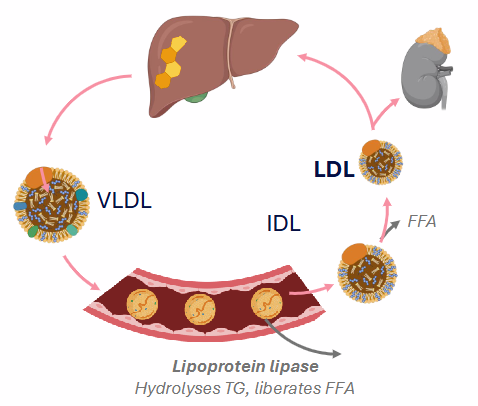 <p>- liver synthesises cholesterol</p><p>- esterifies C as CE, packages CE into VLDL, secretes into bloodstream</p><p>- Lipoprotein lipase: liberate FFA from VLDL</p><p>- VLDL becomes LDL</p><p>- LDL is rich in free (8%) and esterified cholesterol (37%)</p><p>- LDL distributes cholesterol to peripheral tissues (adrenal glands, gonads, muscle, adipose)</p><p>- LDL absorbed by liver, and process repeats</p><p></p><p>- once the IDL is formed FFA are liberated again and LDL is formed (highest conc. of cholesterol)</p>