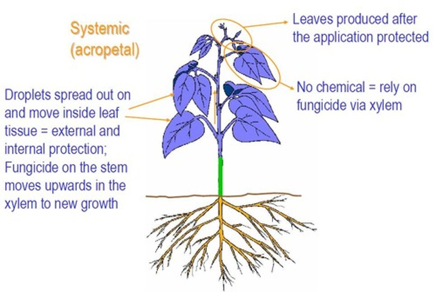 <p>Can move into plants after being applied to the surface.</p>