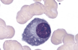 <p>identify this cell:</p>