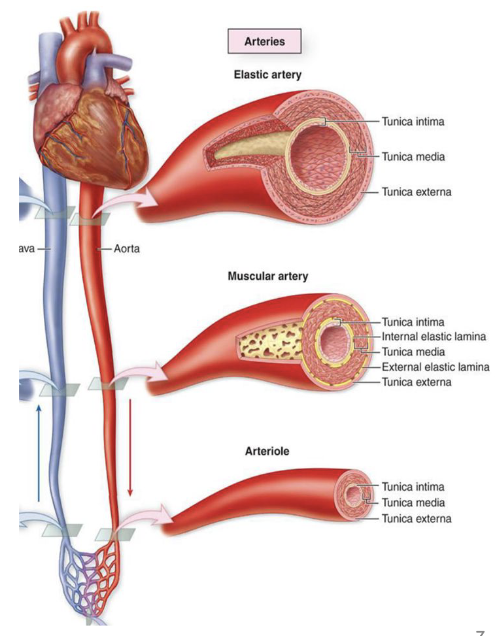 <p>elastic arteries, muscular arteries, arterioles</p><ul><li><p>carry blood away from heart (oxygenated and deoxygenated)</p></li></ul><p></p>
