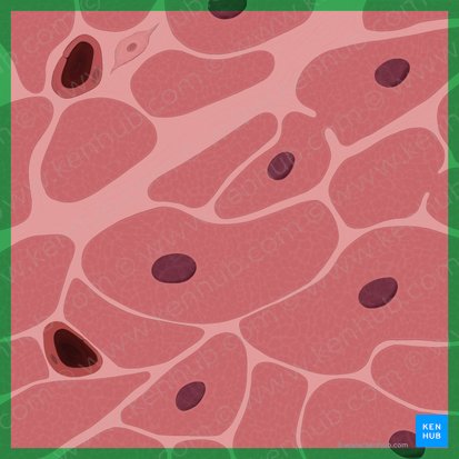 <p>tissue</p>