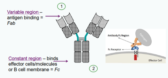 <p><span style="color: rgb(0, 0, 0);">Two main roles for antibodies:</span><span style="color: rgb(0, 0, 0);"><br></span><span style="color: rgb(0, 0, 0);">1. bind specifically to the pathogen/products that elicited response</span><span style="color: rgb(0, 0, 0);"><br></span><span style="color: rgb(0, 0, 0);">2. recruit other cells and molecules to destroy the pathogen</span><span style="color: rgb(0, 0, 0);"><br></span><span style="color: rgb(0, 0, 0);">Each function – recognition and effector activity - are structurally separated in the molecule</span></p>