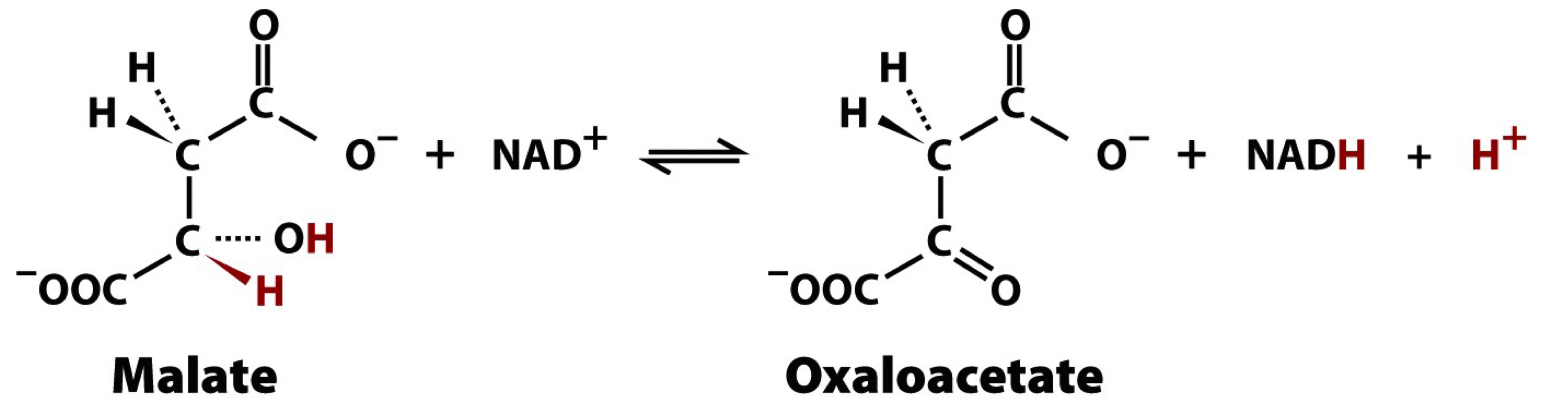 malata dehydrogenase

uses NAD+ to oxidize the secondary alcohol of malate to a ketone group, producing NADH and forming oxaloacetate, regenerating the acceptor molecule