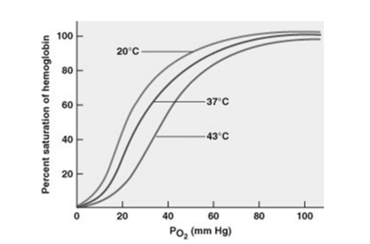 <p><strong><span>Based on this graph which of the following are true?</span></strong></p><p><span>A)Greatest delivery of O2 from the blood to the surrounding tissues occurs at 37C, normal body temperature.</span></p><p><span>B) Fevers are dangerous because less O2 is being released/delivered to body cells.</span></p><p><span>C) Colder blood temperatures release more O2 from hemoglobin.</span></p><p><span>D) Hemoglobin has a lower affinity for O2 under higher body temperature conditions.</span></p>