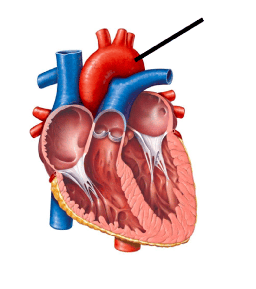 <p>the main artery of the body, supplying oxygenated blood to the circulatory system</p>