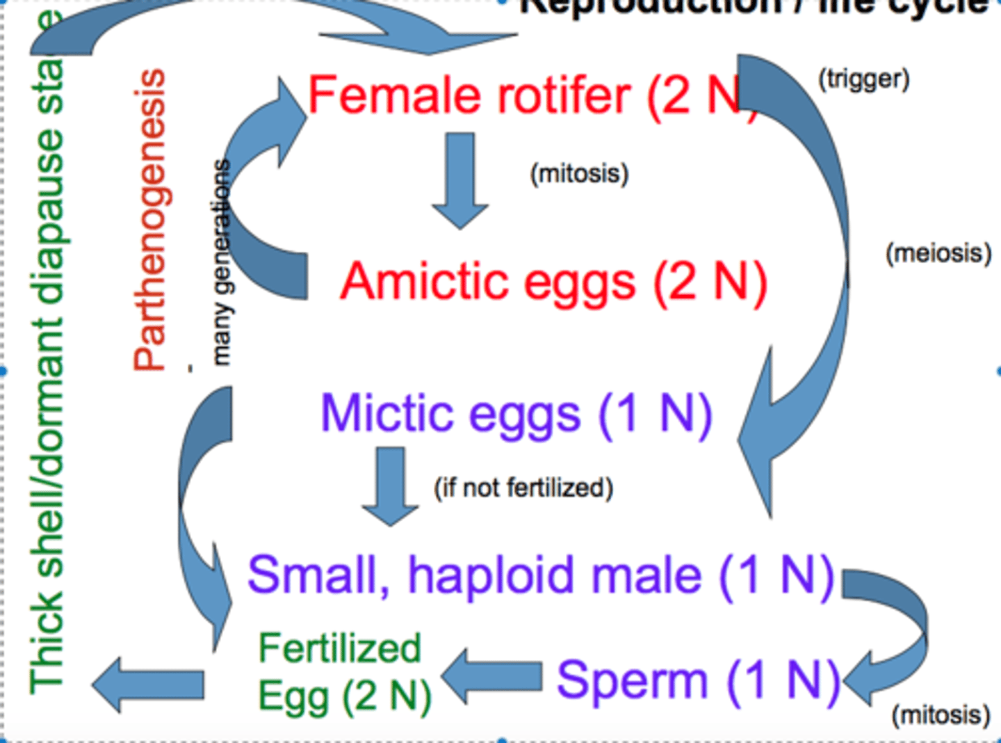 <p>- Sexual Reproduction and Parthenogenesis</p><p>- Some swap between those two things</p>