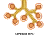 <p>Acinar (compound acinar pictured, but simple acinar is not branched)</p><p></p>