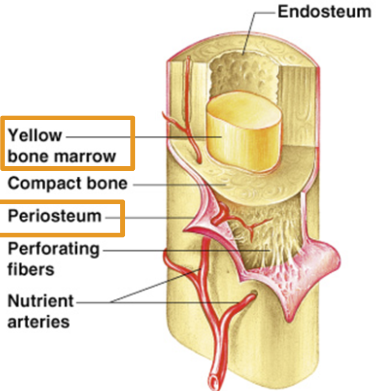 <p><span style="font-family: &quot;Trebuchet MS&quot;, sans-serif">Membrane on outside of bone</span></p>
