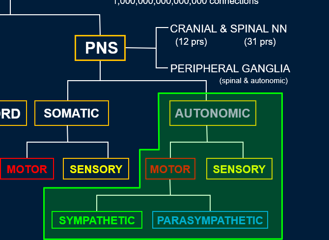<p>motor and sensory subdivision</p>