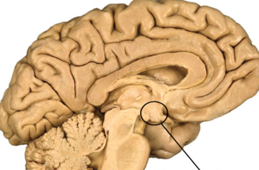 <p>Maintains homeostasis</p>