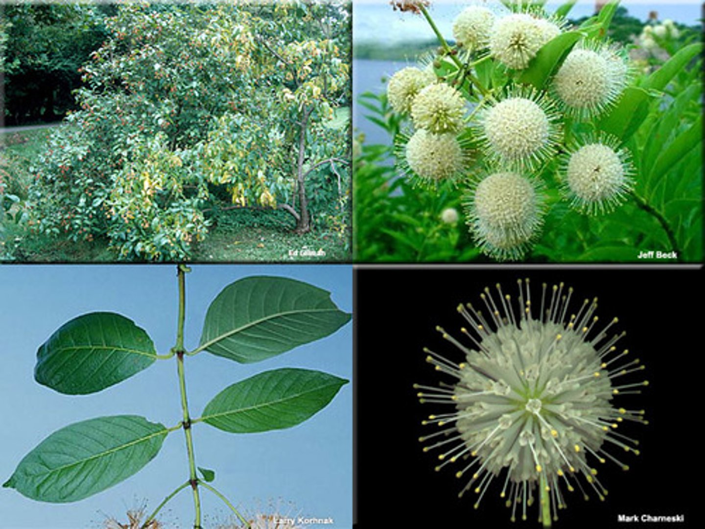 <p>Cephalanthus occidentalis<br>Nectar for pollinators and waterfowl food<br>Native<br>shrub</p>