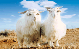 <p><span><span>•Cashmere production is a relatively new industry for the United States.</span></span></p><p><span><span>•The first Cashmere goats were imported from Australia and New Zealand 1980's.</span></span></p><p><span><span>•The goats are sheared once a year</span></span></p><p><span><span>     – a full grown adult buck will yield as much as 2.5 pounds of fleece.</span></span></p><p><span><span>•The fleece consists of two kinds of fiber: cashmere and guard hair (wool)</span></span></p>