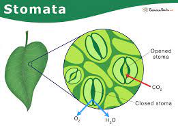 <p>stomata</p>