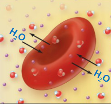 <p>A solution with equal solute concentration compared to another solution, resulting in no net movement of water into or out of a cell. This maintains cell shape and volume. </p>