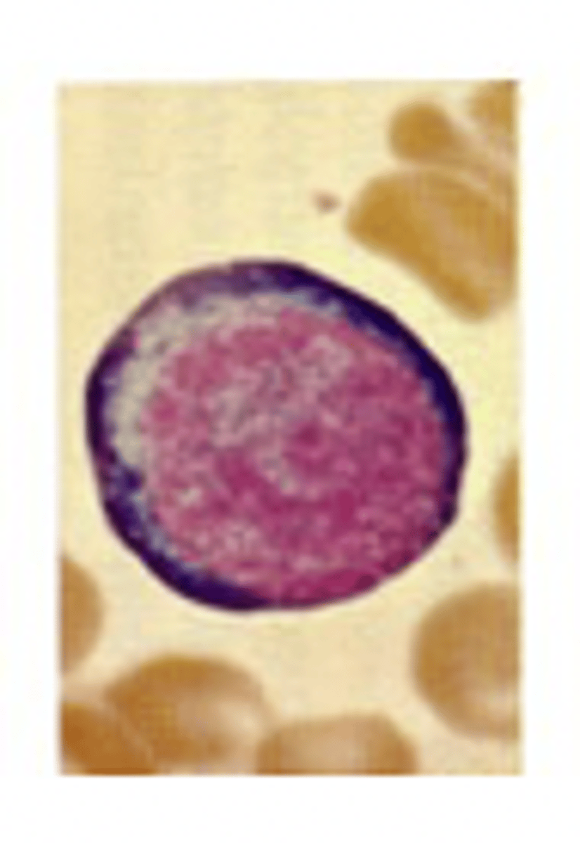 <p>What stage of erythropoiesis is observed?</p>