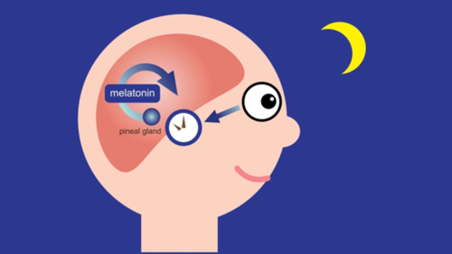<p>A hormone (chemical messenger in the bloodstream) that produces sleepiness.</p><p>When your brain sees less light as night approaches, this hormone will be released to make you tired. As light returns, less and less is released.</p><p>CAREFUL! If you use a screen before bed, the light will mess up the release of melatonin! You won't feel as tired or you won't stay asleep.</p>