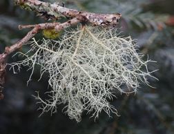 <p>What type of lichen is this?</p>