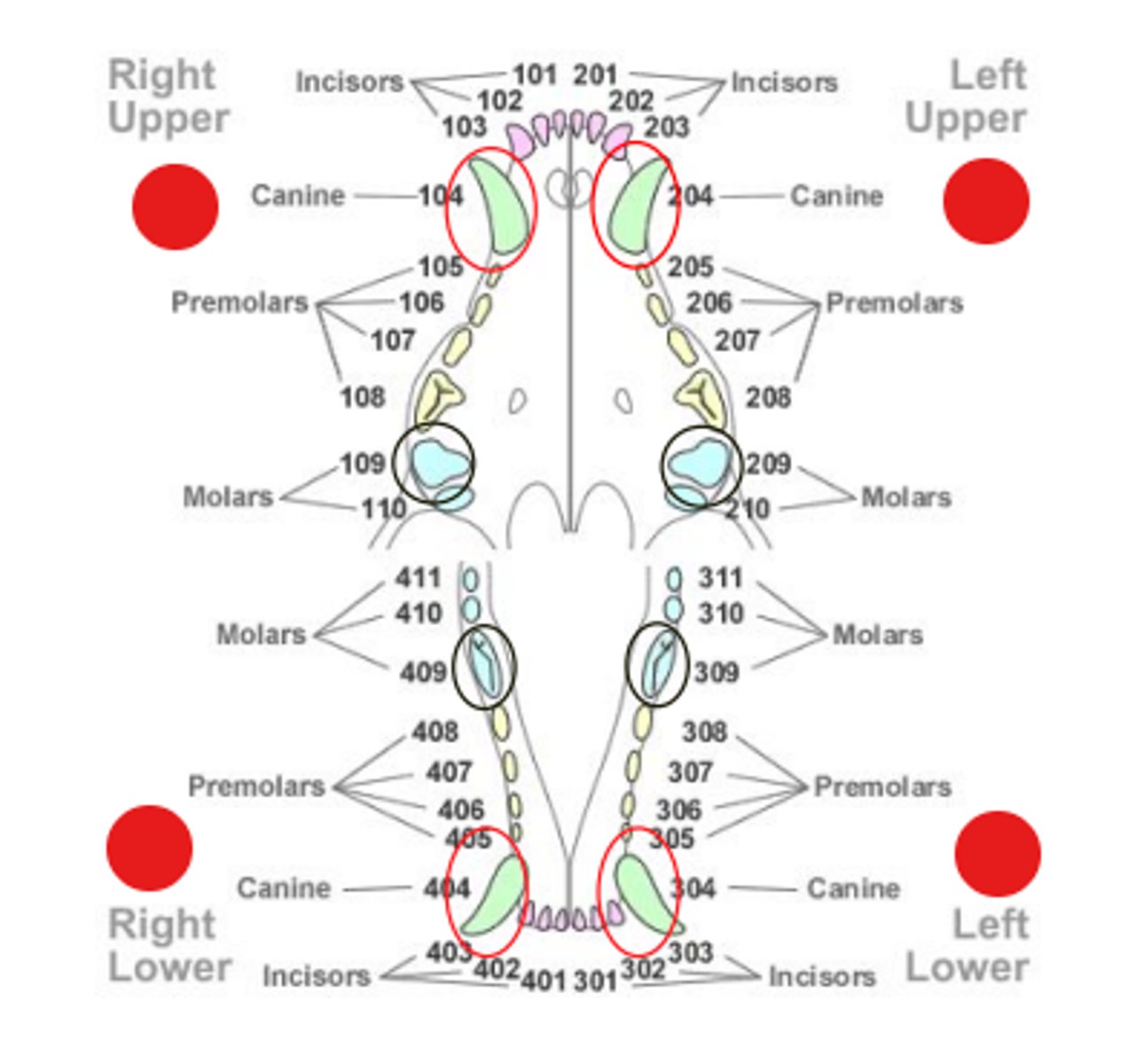 knowt flashcard image
