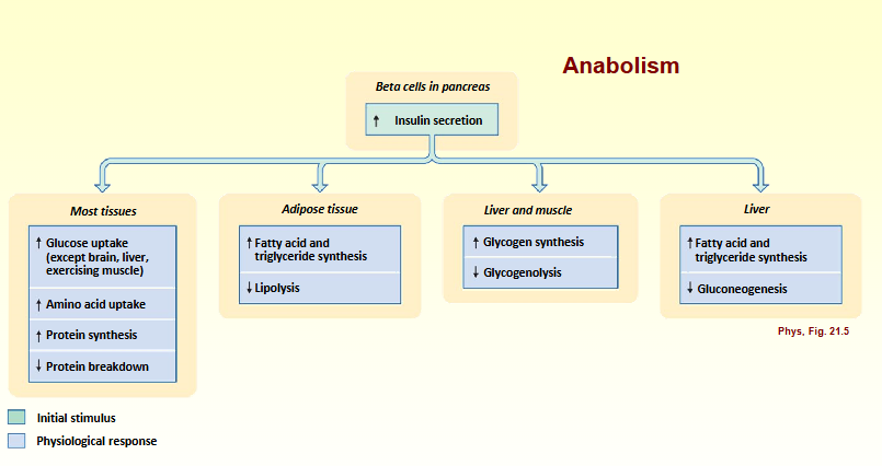 <p>Sole hormone that actively reduces blood glucose levels</p><p>Anabolism</p>