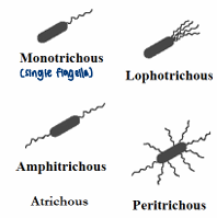 <ol><li><p>Monotrichous (single flagella)</p></li><li><p>Amphitrichous (2 flagella on opposite sides)</p></li><li><p>Peritrichous (many that are spread out)</p></li><li><p>Lophotrichous (many but only on one side)</p></li></ol><p></p>