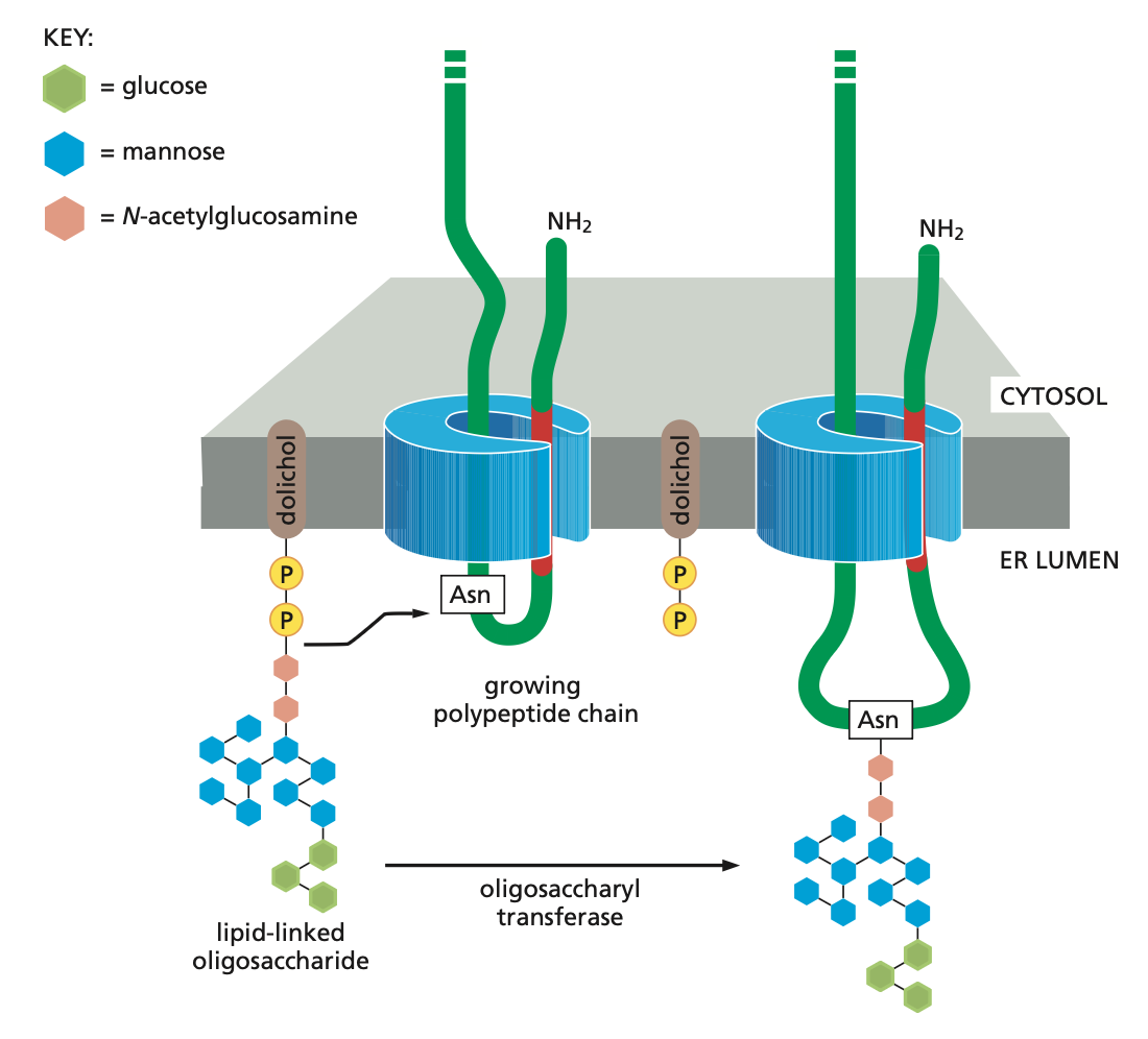 <p><span><span>When an appropriate asparagine in a growing polypeptide chain enters the ER lumen, it is glycosylated by addition of a branched oligosaccharide side chain. Each oligosaccharide chain is transferred as an intact unit to the asparagine from a lipid called dolichol, catalysed by the enzyme oligosaccharyl transferase. Asparagines that are glycosylated are always present in the tripeptide sequences asparagine-X-serine or asparagine-X-threonine, where X can be almost any amino acid.</span></span></p>