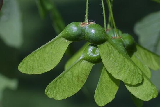 <p>What kind of fruit is maple?</p>