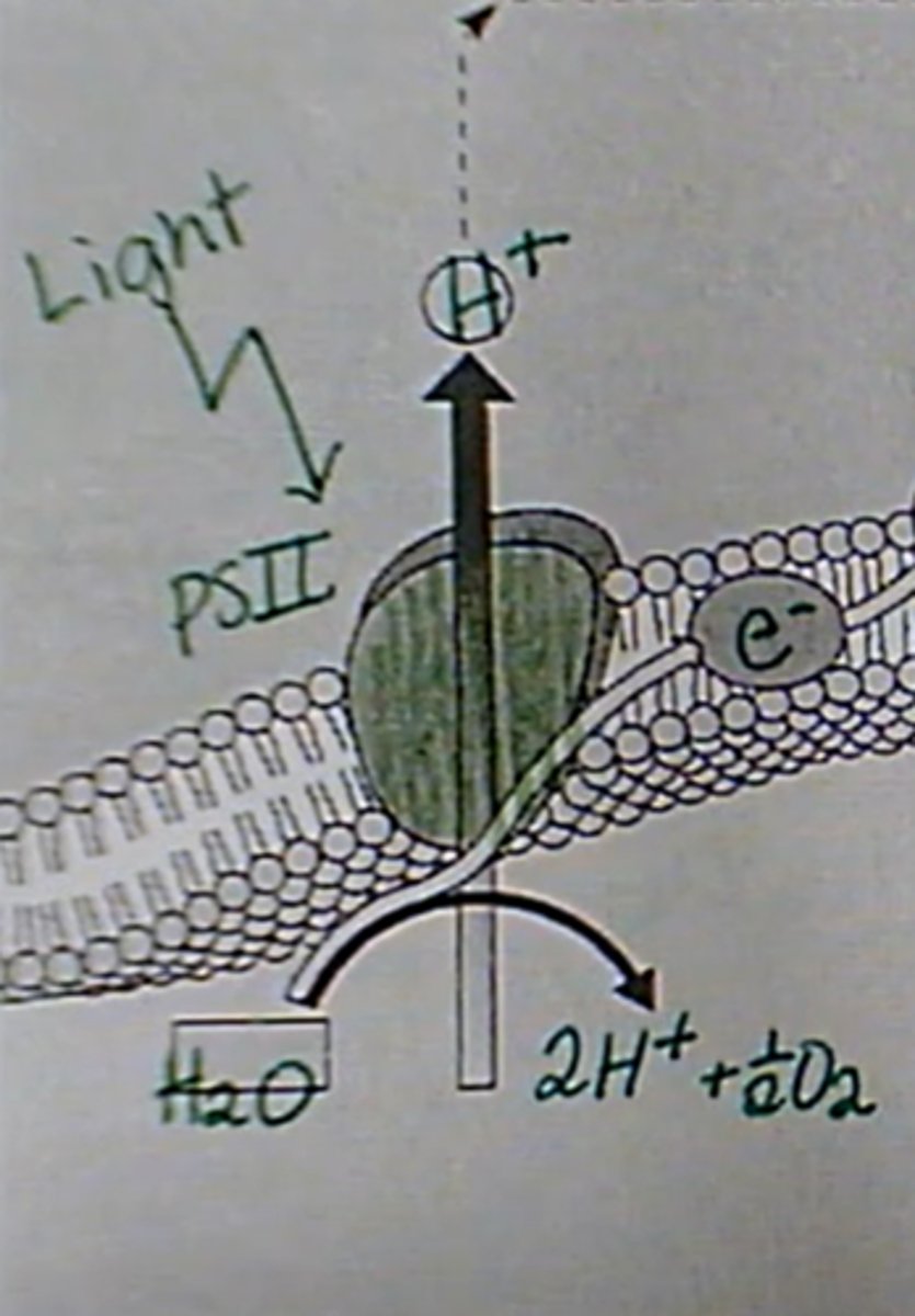 <p>1. Photosystem 2 is energized by light, which splits an H2O</p><p>2. water splitting provides an electron (e-) and pumps an H+ ion through the transport protein</p>