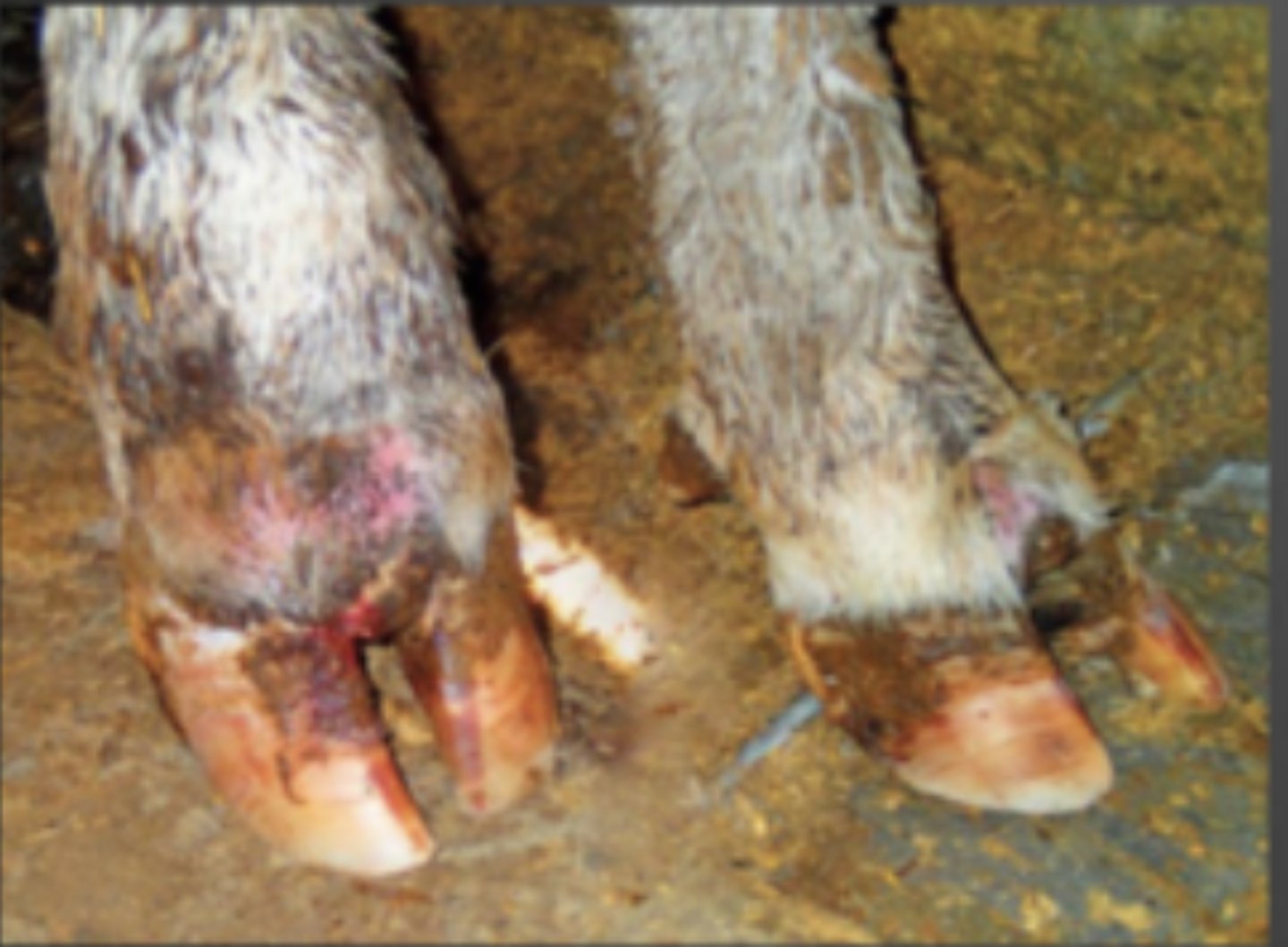 <p>An animal is having swelling of one foot in the coronary band and the claws are spread. The animal is lame. There is sloughing and fissuring of the interdigital pace but minimal pus. What do you think is happening?</p>