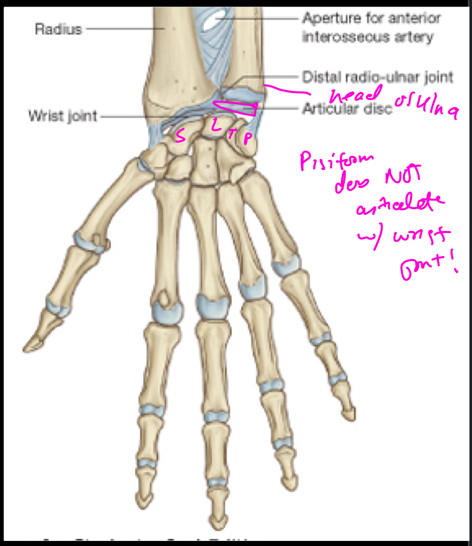 <p>A synovial joint between the distal end of the radius + triangular disc overlying the distal end of ulna + SLTri</p>