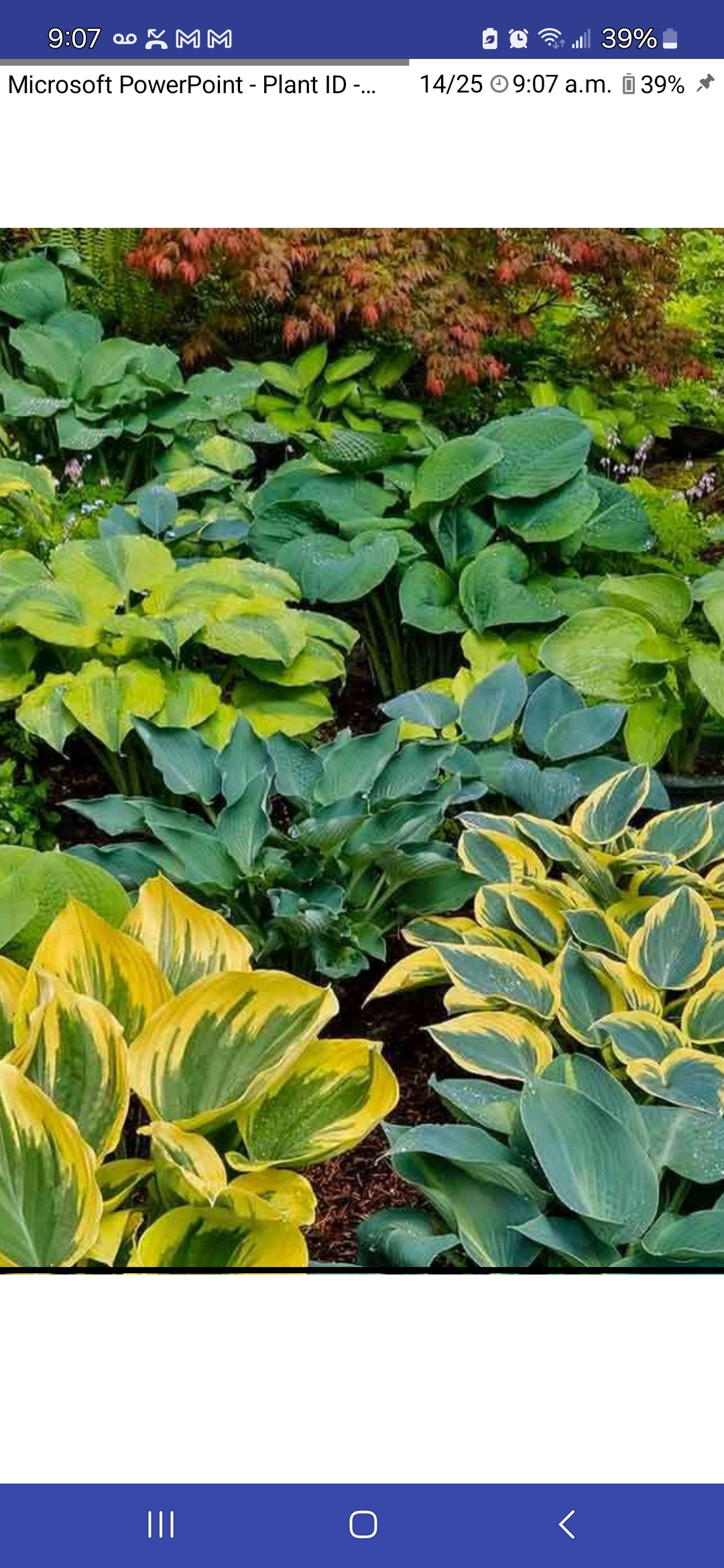 <p>Hosta spp., Liliaceae (Asparagaceae)</p>