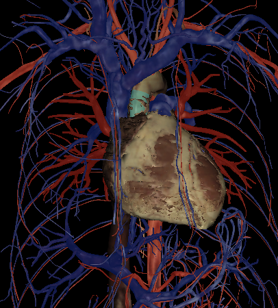 <p>Name the structure highlighted </p>
