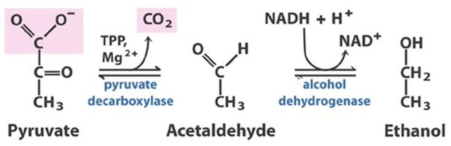 <p>Pyruvate is catalyzed by pyruvate decarboxylase and H+ to acetaldehyde and CO2 which is then catalyzed by alcohol dehydrogenase and NADH to Ethanol and NAD+</p>