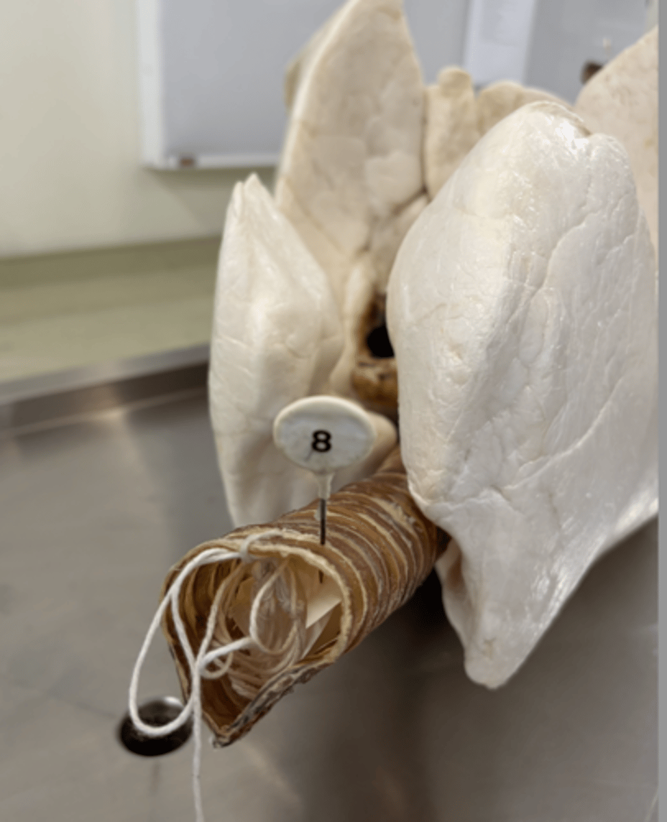 <p>a. What species of animal does this lung belong to?</p><p>b. Give 2 reasons to support your answer.</p>
