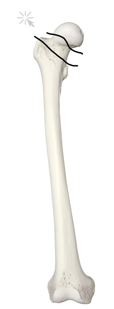 <p>Hoe heet dit deel?</p>