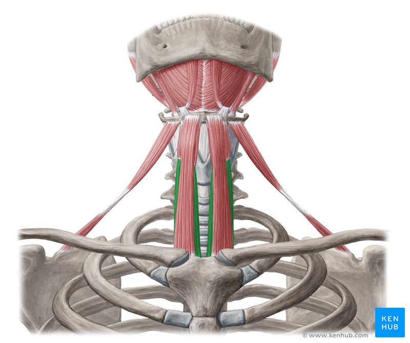 <p>¿Cuál es el músculo, su origen, inserción y función?</p>