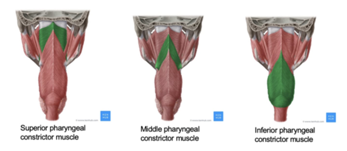 <p>-Superior, medial, and inferior pharyngeal constrictors (innervated by the Vagus nerve)</p><p>•These muscles form posterior and lateral walls of the pharynx (outer most walls)</p><p>-Point of Insertion for all muscles above</p><p>•Median (Pharyngeal) Raphae Pharyngeal raphae-middle of the pharyngeal wall</p><p>-Point of Origin</p><p>•Various structures, bony and soft tissue structures located anteriorly (pterygoid plate, sphenoid bone, soft palate, base of the tongue, mandible, and hyoid bone, and thyroid and cricoid cartilages</p>